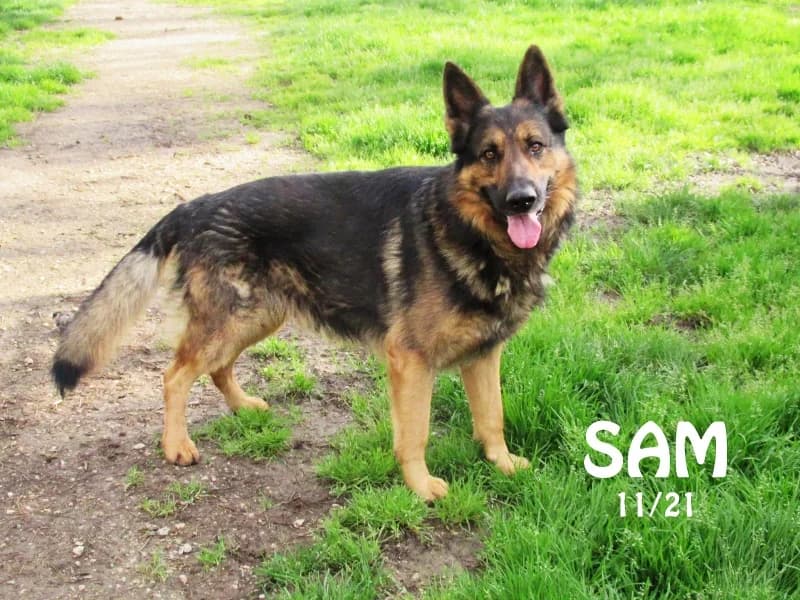 Sam, male German Shepherd for adoption at SPA du Ramier (Montauban), Montauban