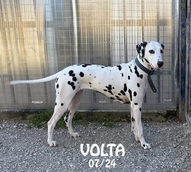 Volta, female Dalmatian for adoption at SPA du Ramier (Montauban), Montauban