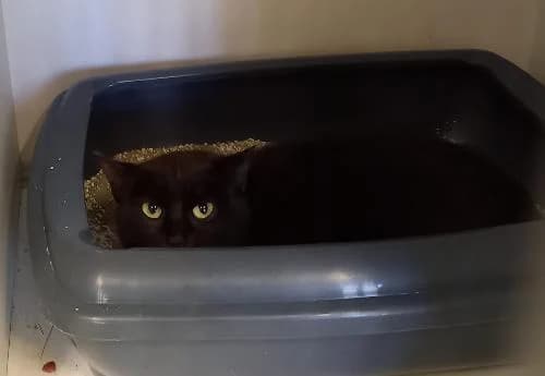 Mimine, female mixed breed for adoption at SPA du Ramier (Montauban), Montauban