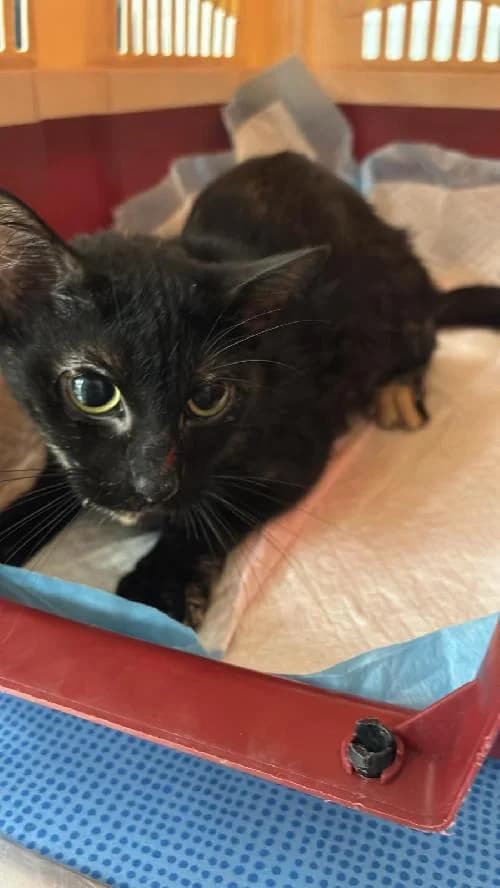 Isis, female mixed breed for adoption at SPA du Ramier (Montauban), Montauban