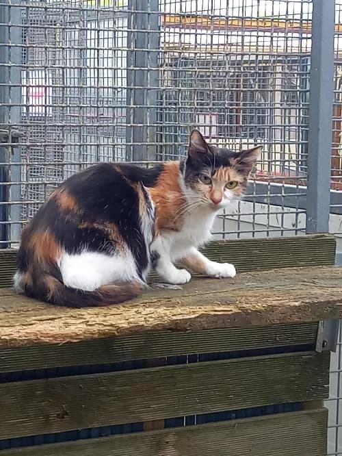 Rexie, female 7yo mixed breed for adoption at SPA du Ramier (Montauban), Montauban