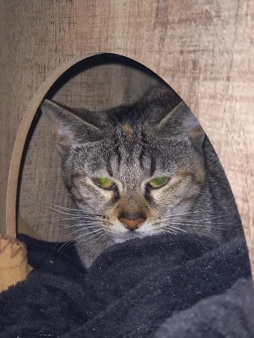 Betty,  mixed breed for adoption at SPA du Ramier (Montauban), Montauban