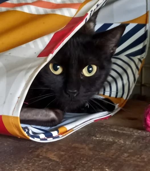 Orphee,  mixed breed for adoption at SPA du Ramier (Montauban), Montauban