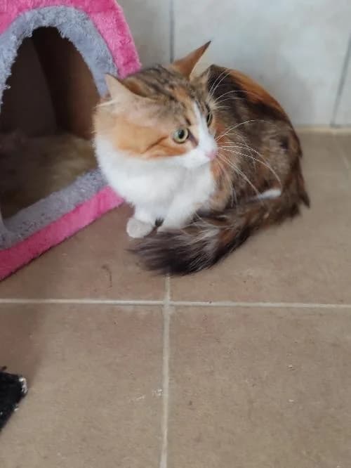 Stella, female mixed breed for adoption at SPA du Ramier (Montauban), Montauban