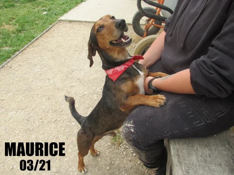 Maurice, male 5yo Dachshund for adoption at SPA du Ramier (Montauban), Montauban