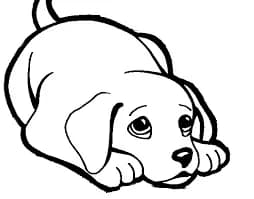 D'jack, male mixed breed for adoption at SPA du Ramier (Montauban), Montauban