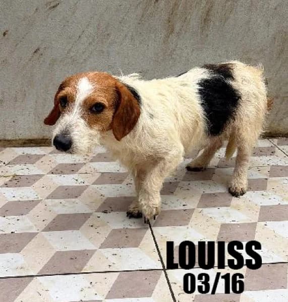 Louiss, male senior Dachshund for adoption at SPA du Ramier (Montauban), Montauban