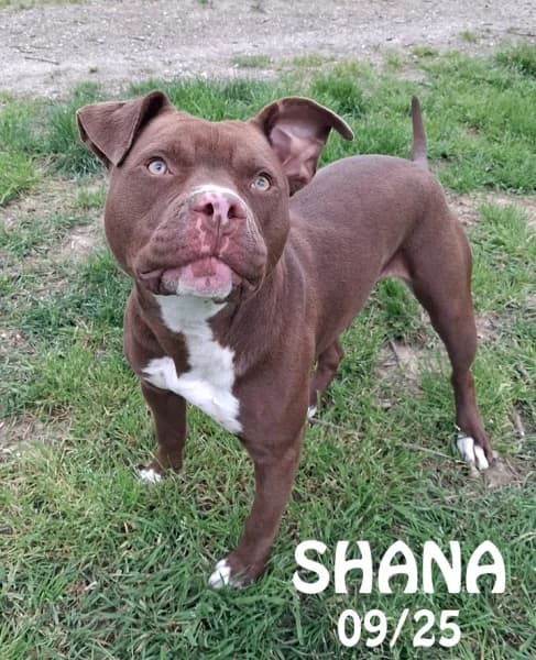 Shana, female puppy Mixed Breed for adoption at SPA du Ramier (Montauban), Montauban