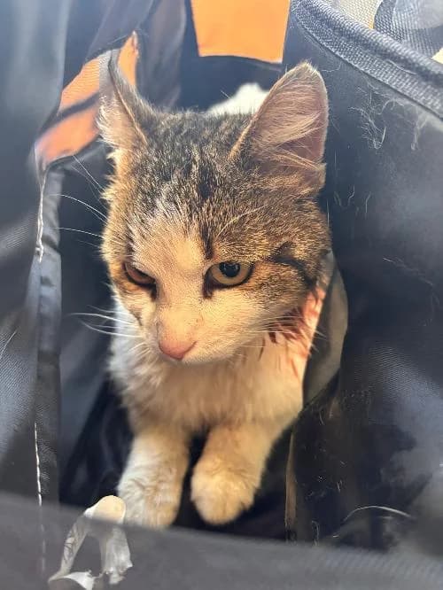 Swiffer, male mixed breed for adoption at SPA du Ramier (Montauban), Montauban