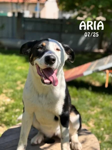 Aria, female mixed breed for adoption at SPA du Ramier (Montauban), Montauban
