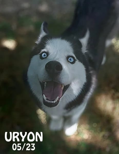 Uryon, male young Husky for adoption at SPA du Ramier (Montauban), Montauban
