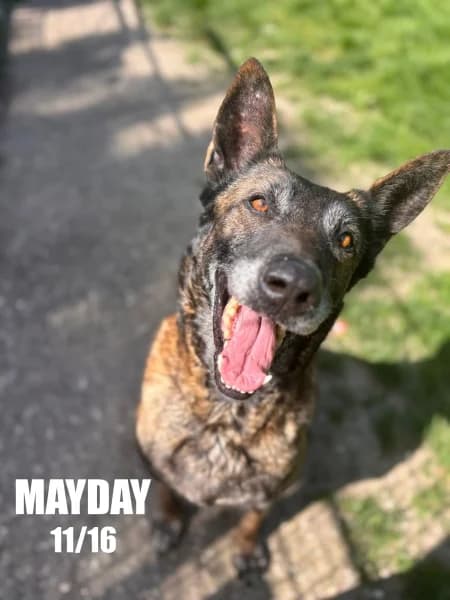 Mayday, female senior Belgian Malinois for adoption at SPA du Ramier (Montauban), Montauban