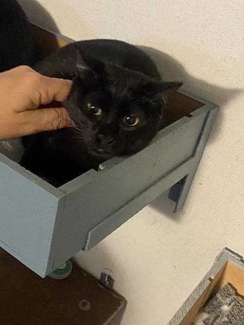 Arya, female mixed breed for adoption at SPA du Ramier (Montauban), Montauban