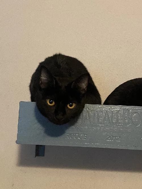 Maggie, female mixed breed for adoption at SPA du Ramier (Montauban), Montauban