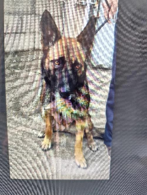 Tchyka, female 3yo Belgian Malinois for adoption at SPA du Ramier (Montauban), Montauban