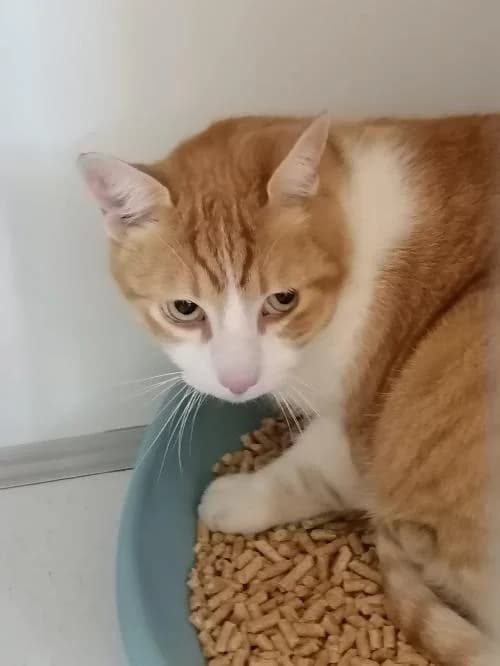 Jackjack, male 5yo mixed breed for adoption at SPA du Ramier (Montauban), Montauban