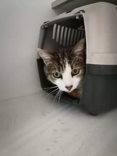 Chouchou, male senior mixed breed for adoption at SPA du Ramier (Montauban), Montauban