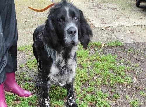 Nitro du gouyre, male senior English Setter for adoption at SPA du Ramier (Montauban), Montauban