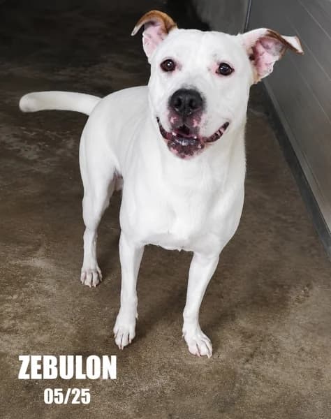 Zebulon, male young Labrador Retriever for adoption at SPA du Ramier (Montauban), Montauban