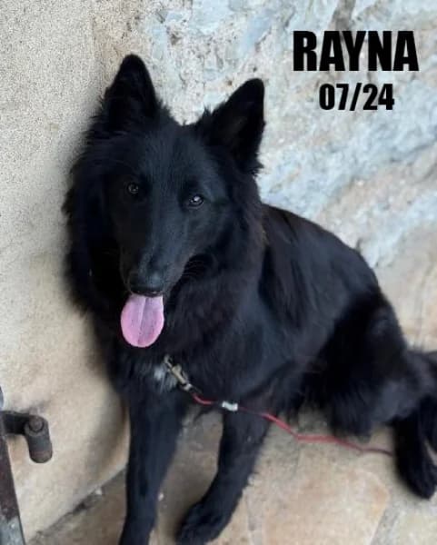 Rayna, female young Belgian Malinois for adoption at SPA du Ramier (Montauban), Montauban