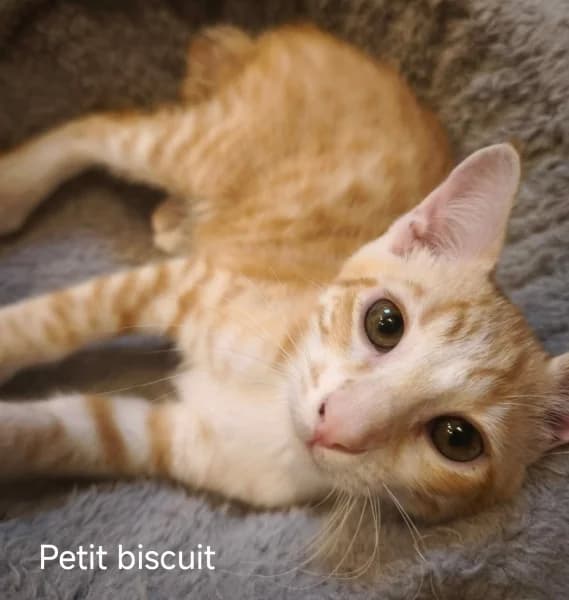Europeen, male puppy Mixed Breed for adoption at SPA du Ramier (Montauban), Montauban