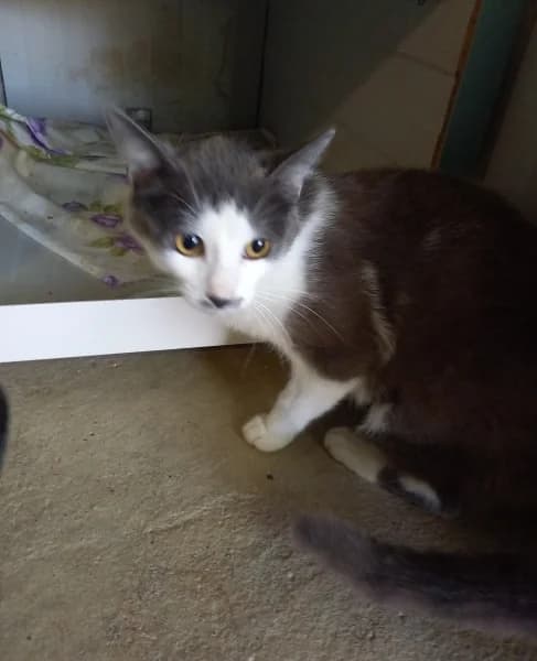 Velvet, female young mixed breed for adoption at SPA du Ramier (Montauban), Montauban