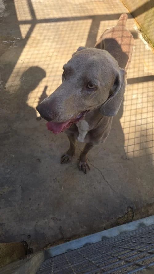 Mango, male 6yo Pointer for adoption at SPA du Ramier (Montauban), Montauban