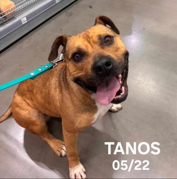 Tanos, male 4yo mixed breed for adoption at SPA du Ramier (Montauban), Montauban