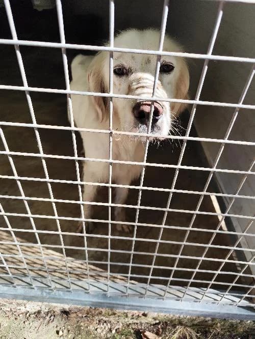 Fernand, male young English Setter for adoption at SPA du Ramier (Montauban), Montauban