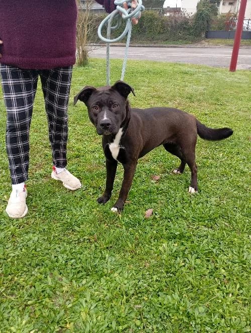 Lila, female young mixed breed for adoption at SPA du Ramier (Montauban), Montauban