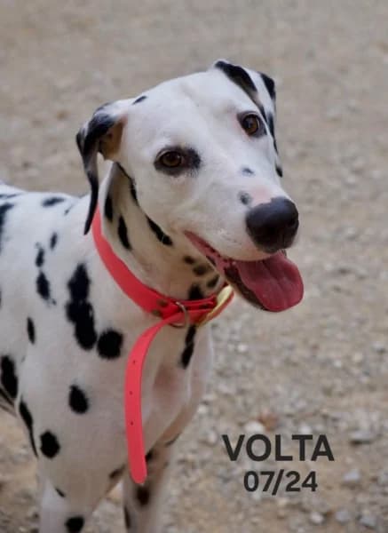 Volta, female young Dalmatian for adoption at SPA du Ramier (Montauban), Montauban