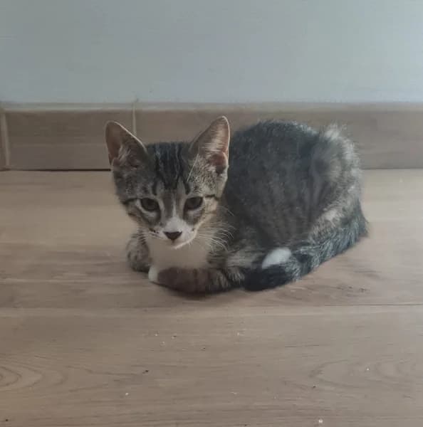 Europeen, female puppy Mixed Breed for adoption at SPA du Ramier (Montauban), Montauban