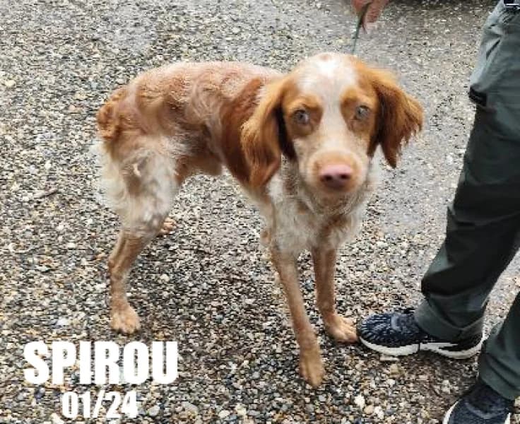 Spirou, male young mixed breed for adoption at SPA du Ramier (Montauban), Montauban