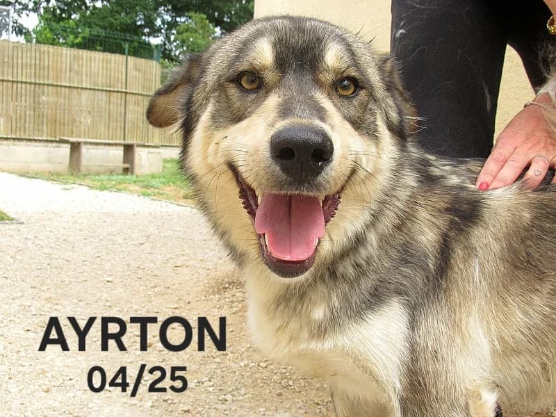Ayrton, male young Husky for adoption at SPA du Ramier (Montauban), Montauban