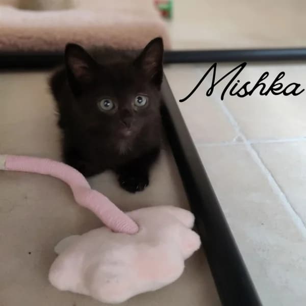 Europeen, male puppy Mixed Breed for adoption at SPA du Ramier (Montauban), Montauban