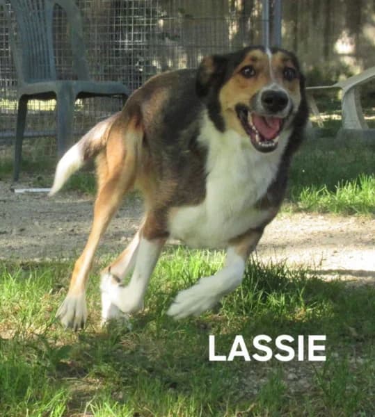 Lassie, female Mixed Breed for adoption at SPA du Ramier (Montauban), Montauban
