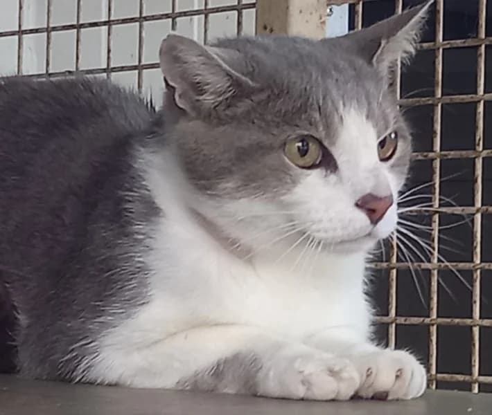 Spoky, male 7yo mixed breed for adoption at SPA du Ramier (Montauban), Montauban