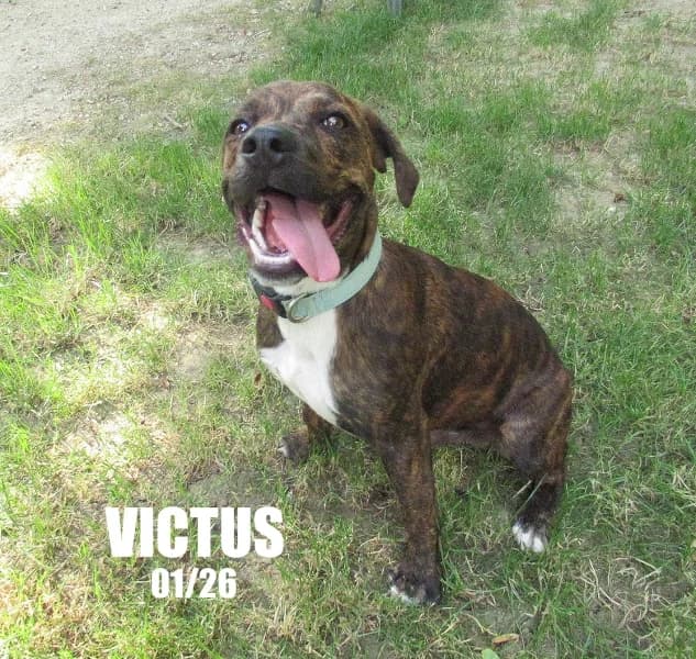 Victus, male puppy mixed breed for adoption at SPA du Ramier (Montauban), Montauban