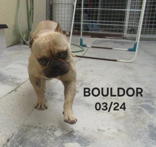 Bouldor, male young French Bulldog for adoption at SPA du Ramier (Montauban), Montauban