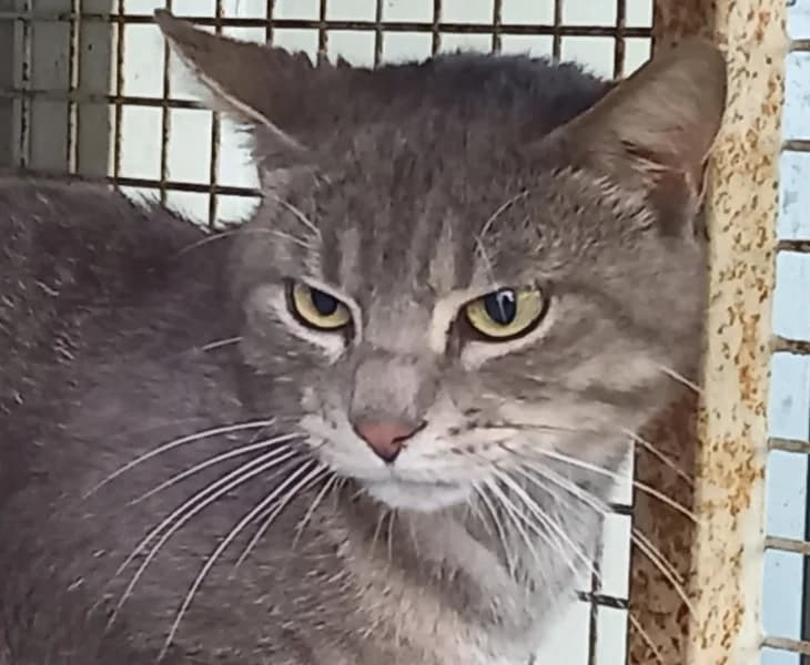 Askim, male young mixed breed for adoption at SPA du Ramier (Montauban), Montauban