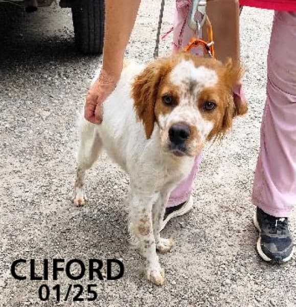Cliford, male young mixed breed for adoption at SPA du Ramier (Montauban), Montauban