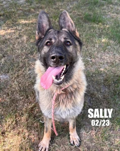 Sally, female 3yo German Shepherd for adoption at SPA du Ramier (Montauban), Montauban