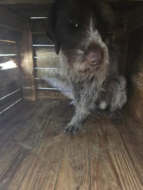 Apache, male young mixed breed for adoption at SPA du Ramier (Montauban), Montauban