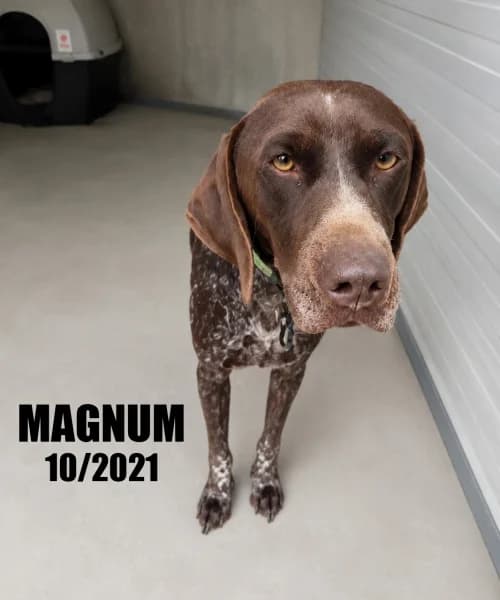 Magnum, male 4yo German Shorthaired Pointer for adoption at SPA du Ramier (Montauban), Montauban