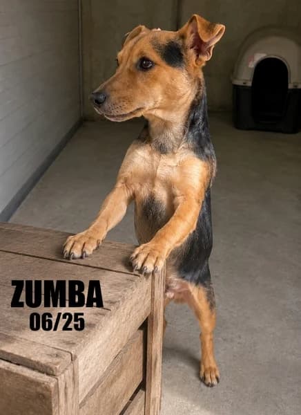Zumba, male young Dachshund for adoption at SPA du Ramier (Montauban), Montauban