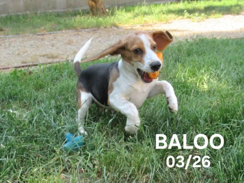 Baloo, male puppy Beagle for adoption at SPA du Ramier (Montauban), Montauban