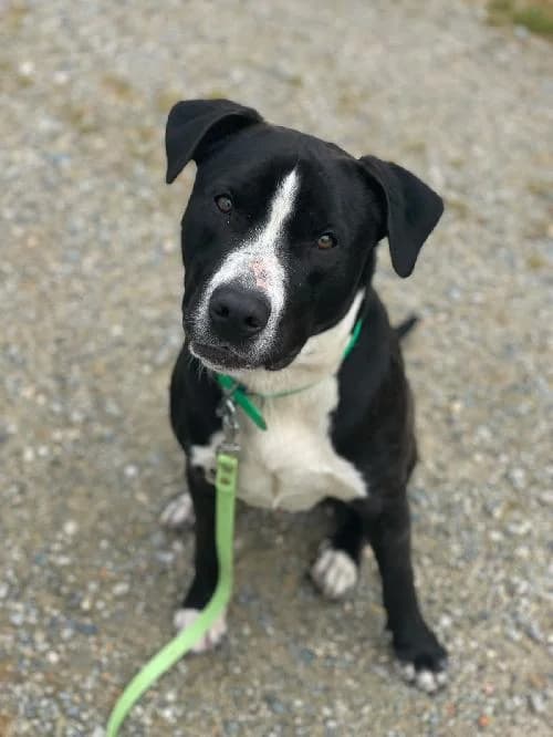 Chance, male young mixed breed for adoption at SPA du Ramier (Montauban), Montauban