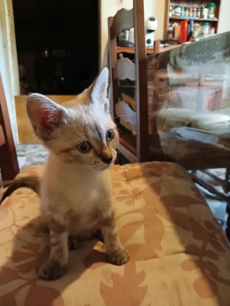 Europeen, female Mixed Breed for adoption at SPA du Ramier (Montauban), Montauban