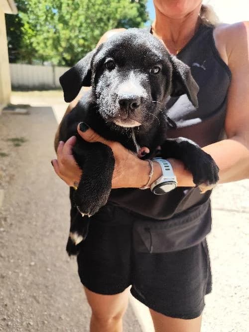 Blum, female puppy Shar Pei for adoption at SPA du Ramier (Montauban), Montauban