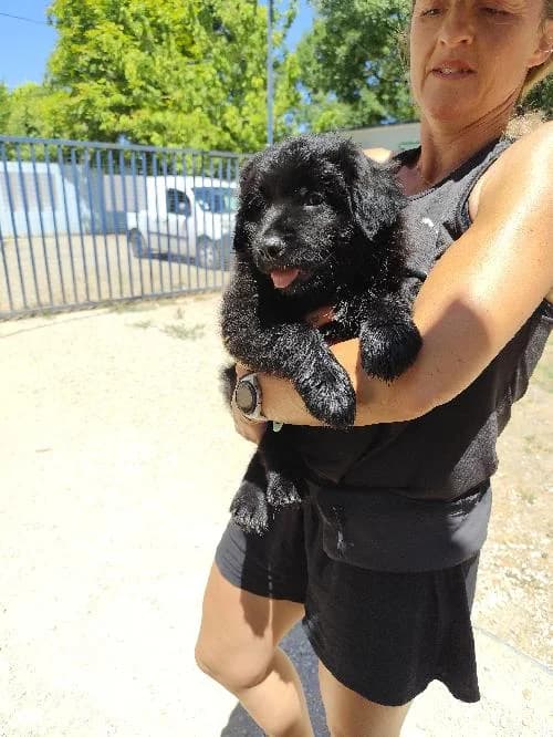 Bao, male puppy Shar Pei for adoption at SPA du Ramier (Montauban), Montauban